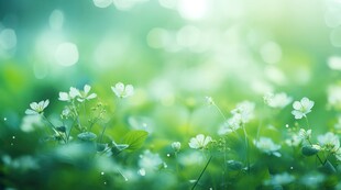 明媚清晨鲜花蝴蝶菊花叶子草地图