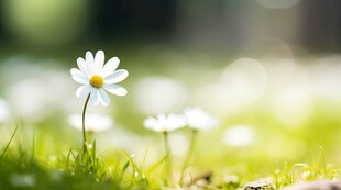 明媚清晨鲜花蝴蝶菊花叶子草地图