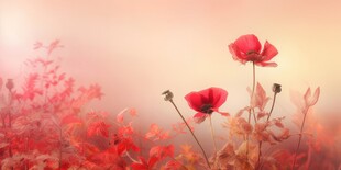 明媚清晨鲜花蝴蝶菊花叶子草地图