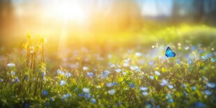 明媚清晨鲜花蝴蝶菊花叶子草地图