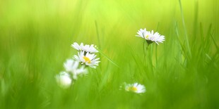 明媚清晨鲜花蝴蝶菊花叶子草地图