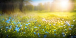 明媚清晨鲜花蝴蝶菊花叶子草地图