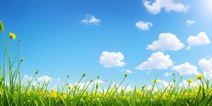 明媚清晨鲜花蝴蝶菊花叶子草地图