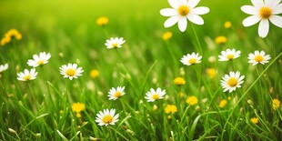 明媚清晨鲜花蝴蝶菊花叶子草地图