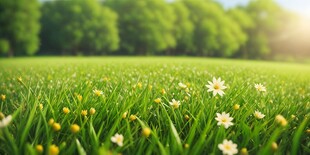 明媚清晨鲜花蝴蝶菊花叶子草地图