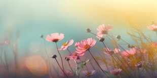 明媚清晨鲜花蝴蝶菊花叶子草地图