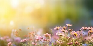 明媚清晨鲜花蝴蝶菊花叶子草地图