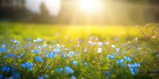 明媚清晨鲜花蝴蝶菊花叶子草地图
