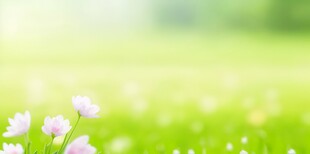 明媚清晨鲜花蝴蝶菊花叶子草地图