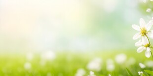 明媚清晨鲜花蝴蝶菊花叶子草地图