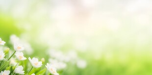 明媚清晨鲜花蝴蝶菊花叶子草地图