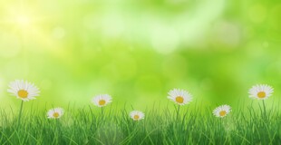 明媚清晨鲜花蝴蝶菊花叶子草地图