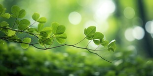 明媚清晨四叶草叶子草地图