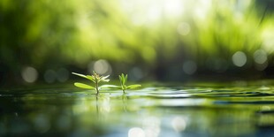 明媚清晨四叶草叶子草地图