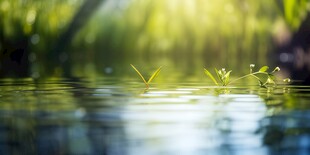 明媚清晨四叶草叶子草地图