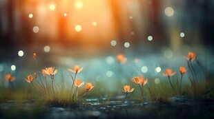 明媚清晨四叶草叶子草地图