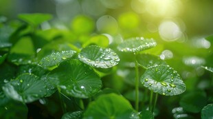 明媚清晨四叶草叶子草地图