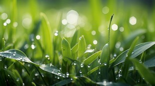 明媚清晨四叶草叶子草地图