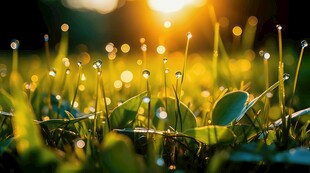 明媚清晨四叶草叶子草地图