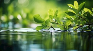 明媚清晨四叶草叶子草地图