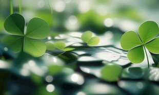 明媚清晨四叶草叶子草地图