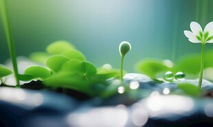 明媚清晨四叶草叶子草地图