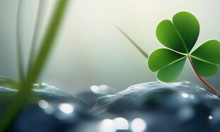 明媚清晨四叶草叶子草地图