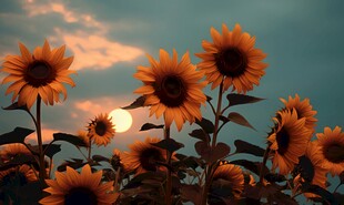 阳光下向日葵秋季丰收场景