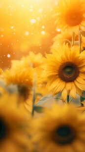 阳光下向日葵秋季丰收场景