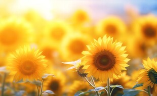 阳光下向日葵秋季丰收场景