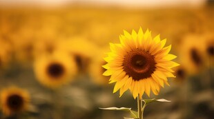 阳光下向日葵秋季丰收场景