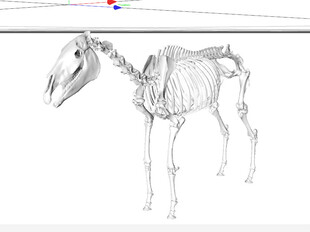 C4D模型 骨头