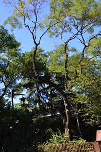公园风景  