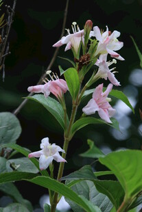 海仙花  