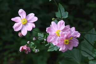 野棉花  