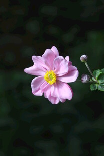 野棉花  