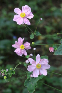 野棉花 