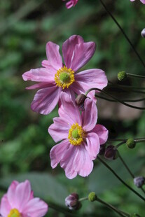 野棉花 