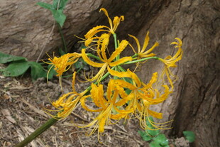 石蒜花   