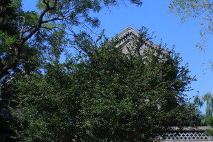 公园风景 