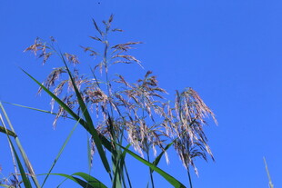 芦苇芦花 