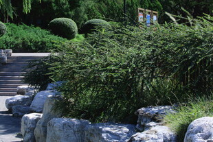 平枝栒子 