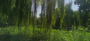 公园风景 