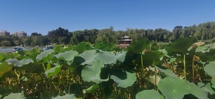 公园风景 