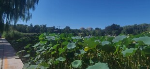 公园风景  
