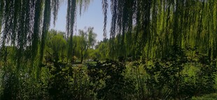 公园风景  