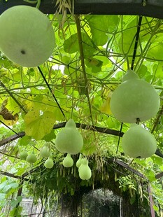 葫芦栽培