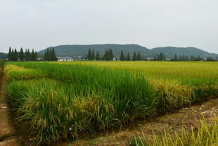 水稻科研基地