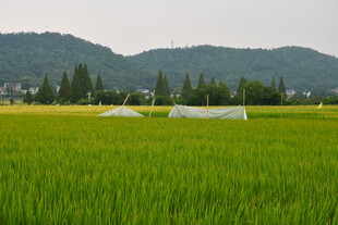 田野水稻 