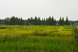 水稻科研基地
